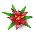 Red Guzmania in a flower pot. Top view Royalty Free Stock Photo